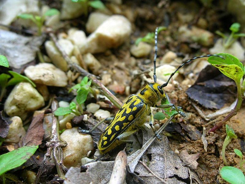 Una gitarella all''Altopiano di Caradeghe (Bs)